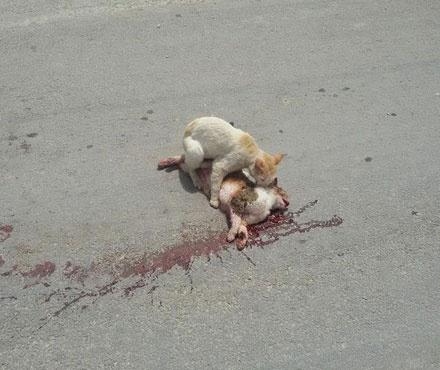 IM电竞平台-C罗性侵案获进展!警方锁定DNA 要求比对C罗样本